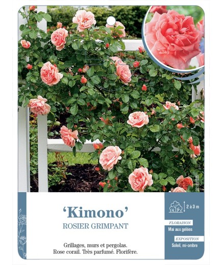 Rosier grimpant Kimono