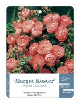 Rosier grimpant Margot Koster