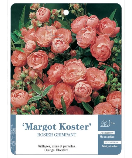 Rosier grimpant Margot Koster
