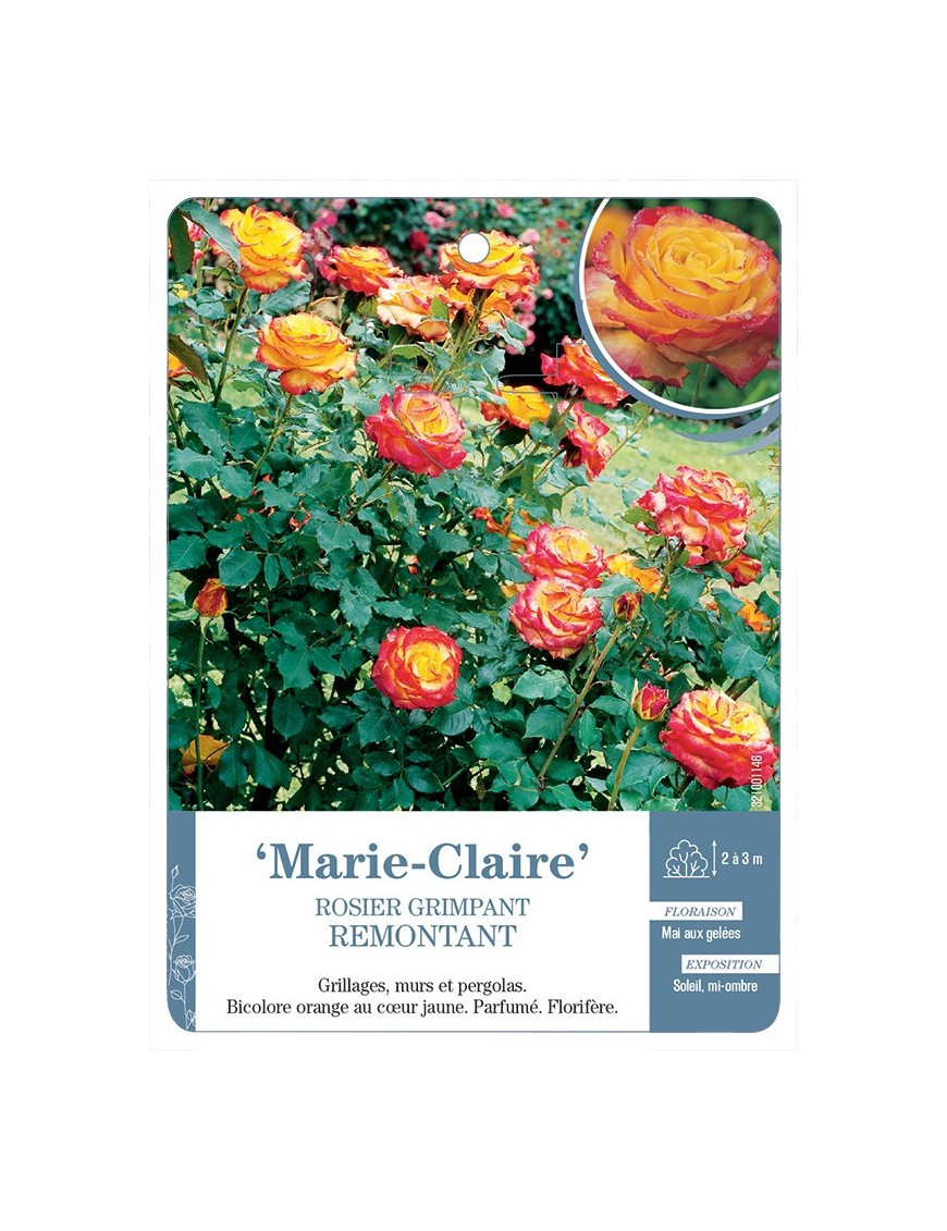 Rosier grimpant Marie-Claire