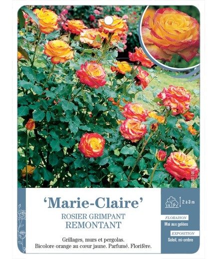 Rosier grimpant Marie-Claire