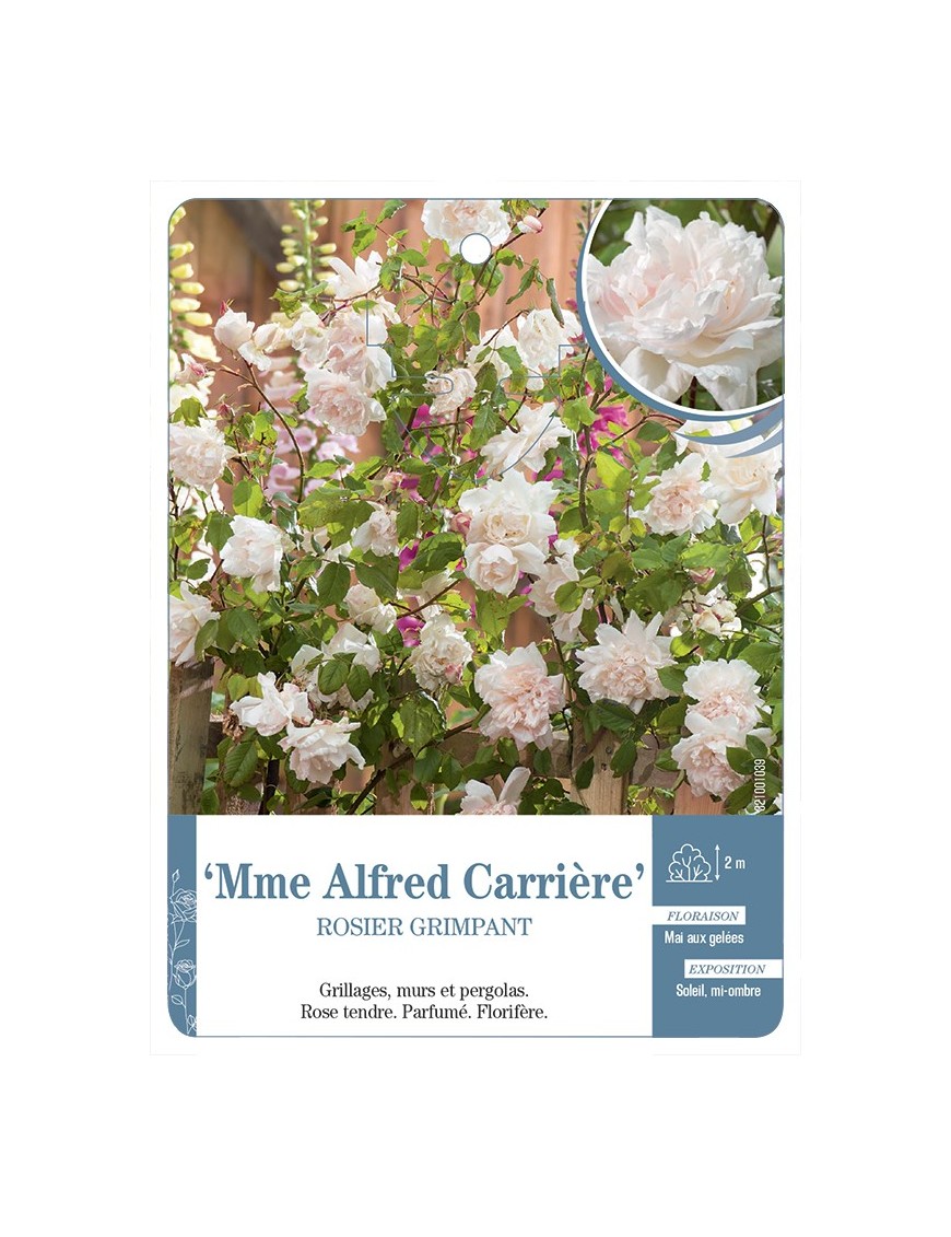Rosier grimpant Mme Alfred Carrière