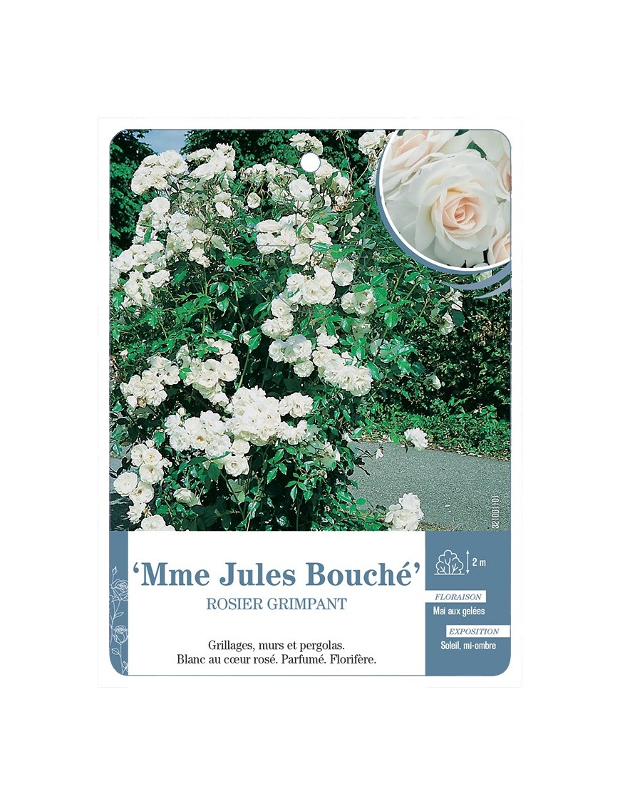 Rosier grimpant Mme Jules Bouché
