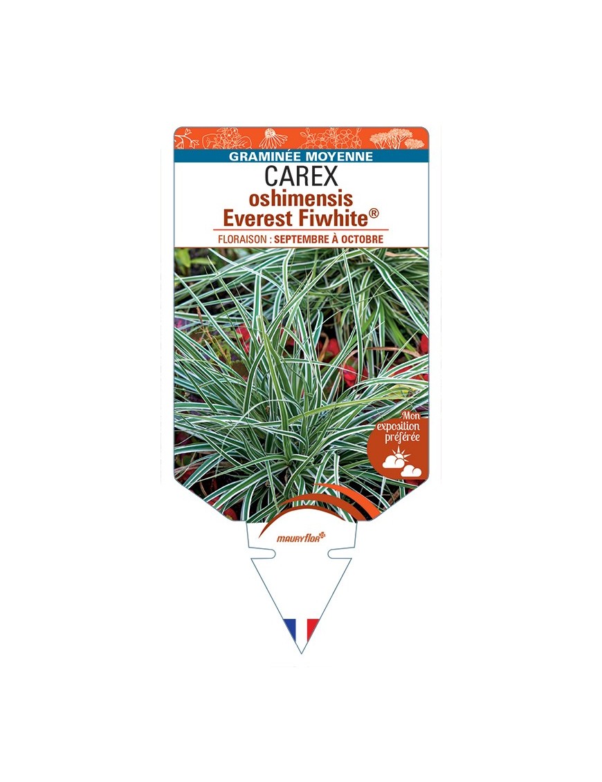 CAREX oshimensis Everest Fiwhite®