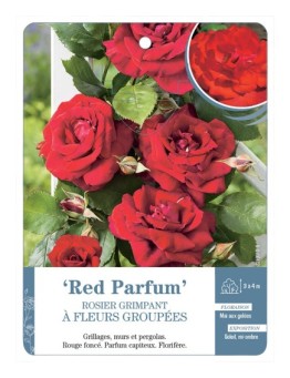 Rosier grimpant Red Parfum