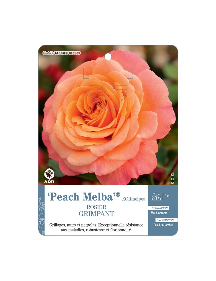 Rosier grimpant Peach Melba® KORmelpea