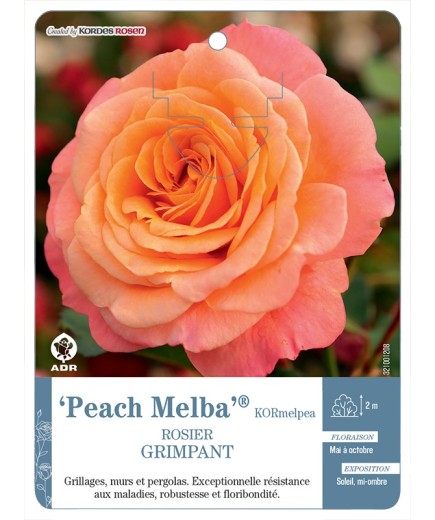 Rosier grimpant Peach Melba® KORmelpea