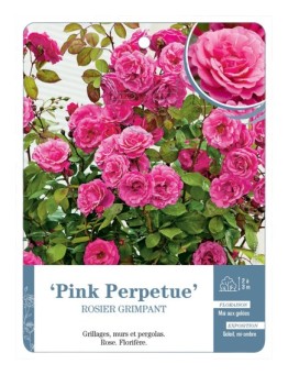 Rosier grimpant Pink Perpetue