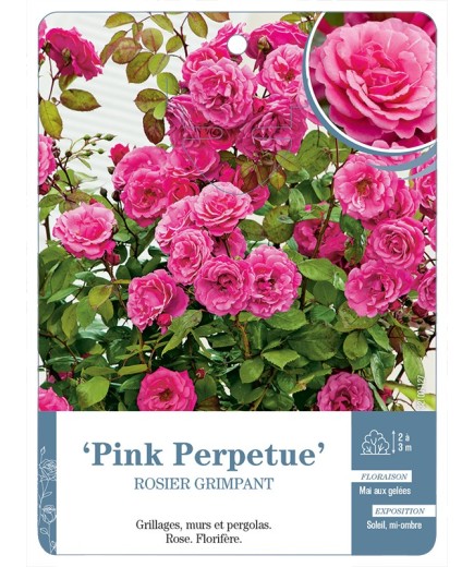 Rosier grimpant Pink Perpetue