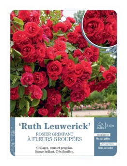 Rosier grimpant Ruth Leuwerick