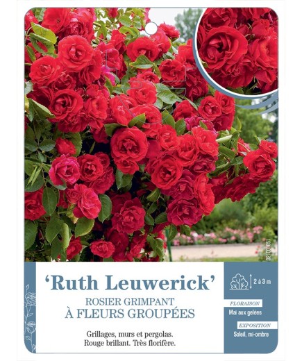 Rosier grimpant Ruth Leuwerick