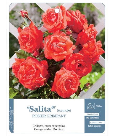 Rosier grimpant Salita® Kormolet