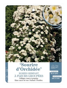 Rosier grimpant Sourire d'Orchidée