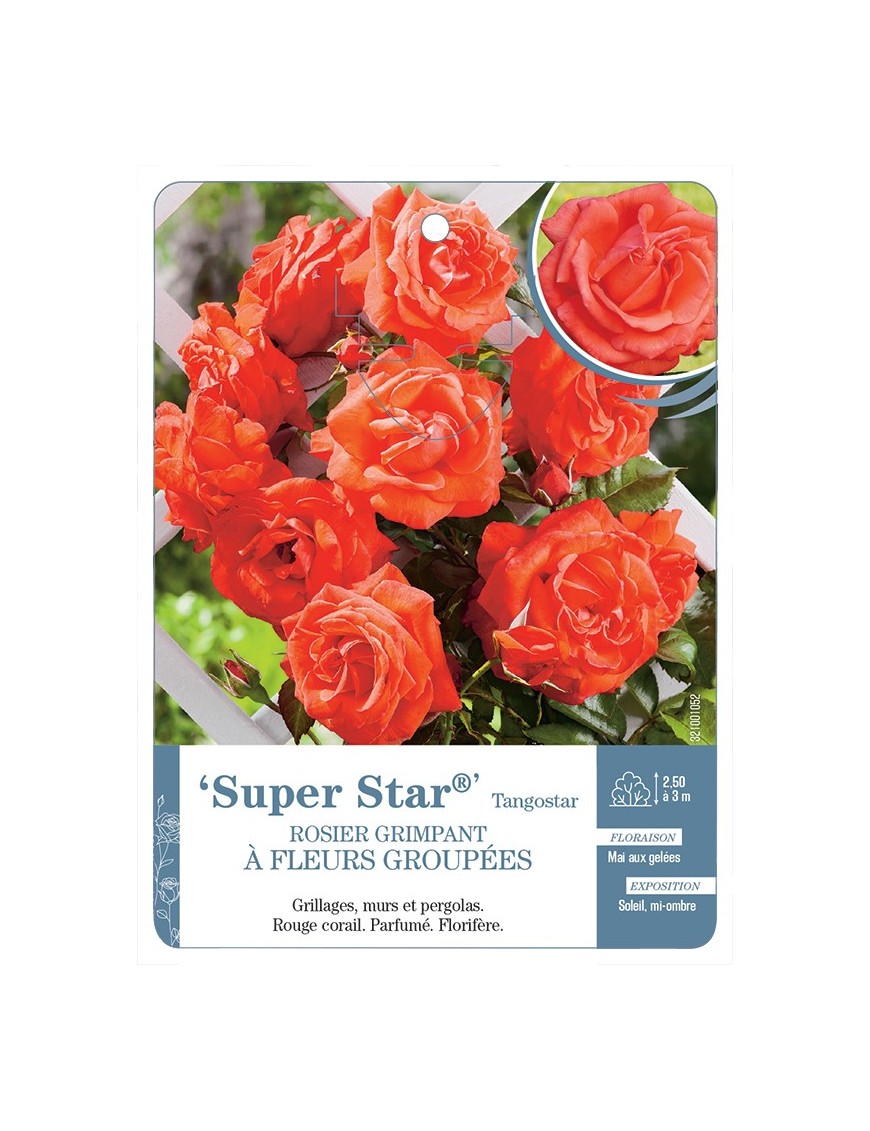 Rosier grimpant Super Star® Tangostar