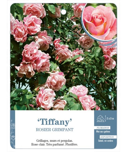 Rosier grimpant Tiffany