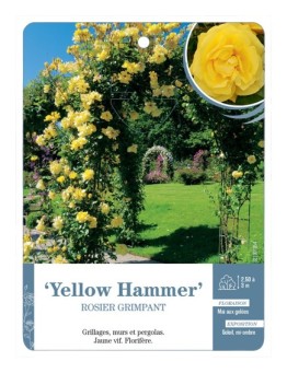 Rosier grimpant Yellow Hammer