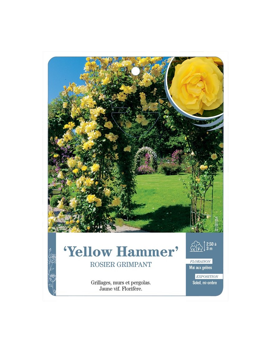 Rosier grimpant Yellow Hammer