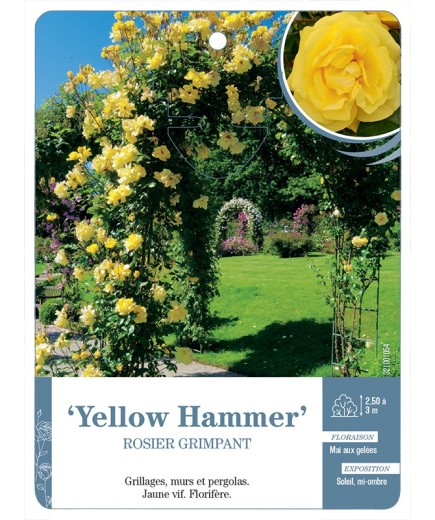 Rosier grimpant Yellow Hammer