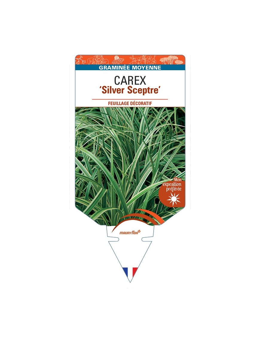 CAREX Silver Sceptre