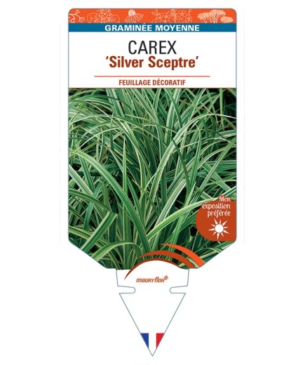 CAREX Silver Sceptre