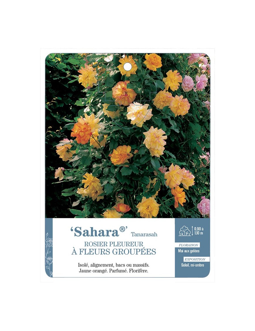 Rosier pleureur Sahara® Tanarasah