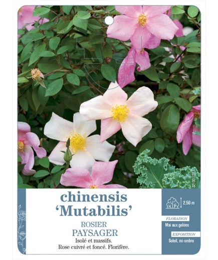 Rosier paysager chinensis Mutabilis