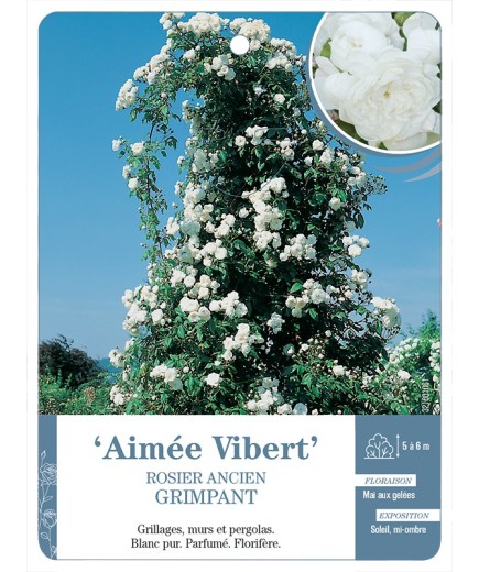 Rosier ancien Aimée Vibert