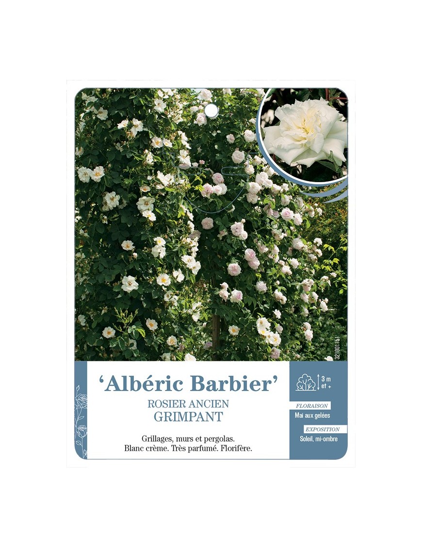 Rosier ancien Albéric Barbier