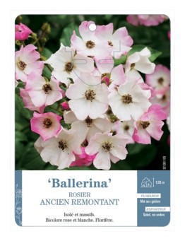 Rosier ancien Ballerina
