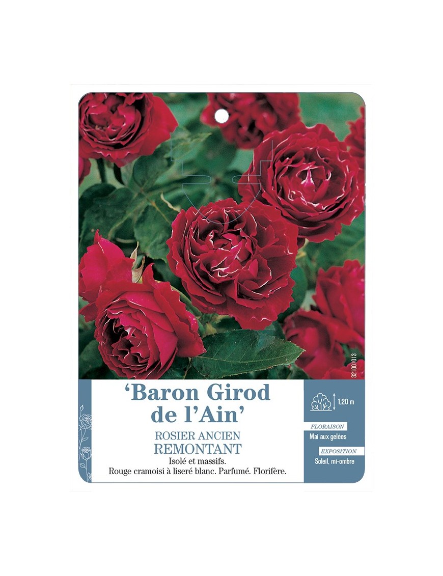 Rosier ancien Baron Girod de l'Ain