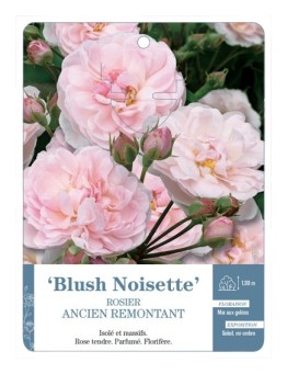 Rosier ancien Blush Noisette
