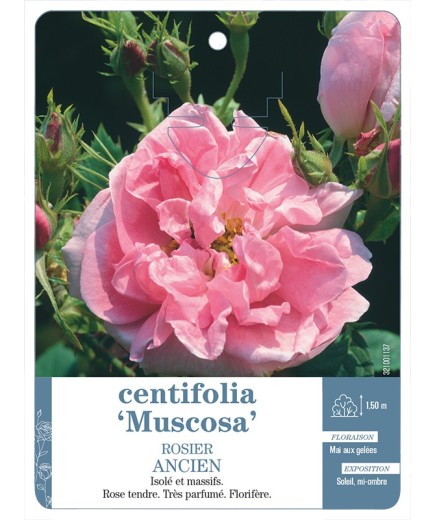 Rosier ancien centifolia Muscosa