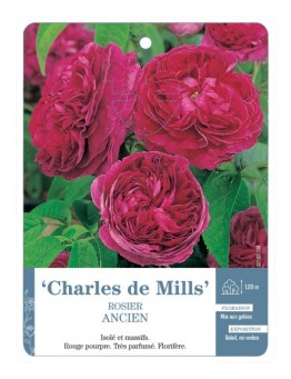 Rosier ancien Charles de Mills