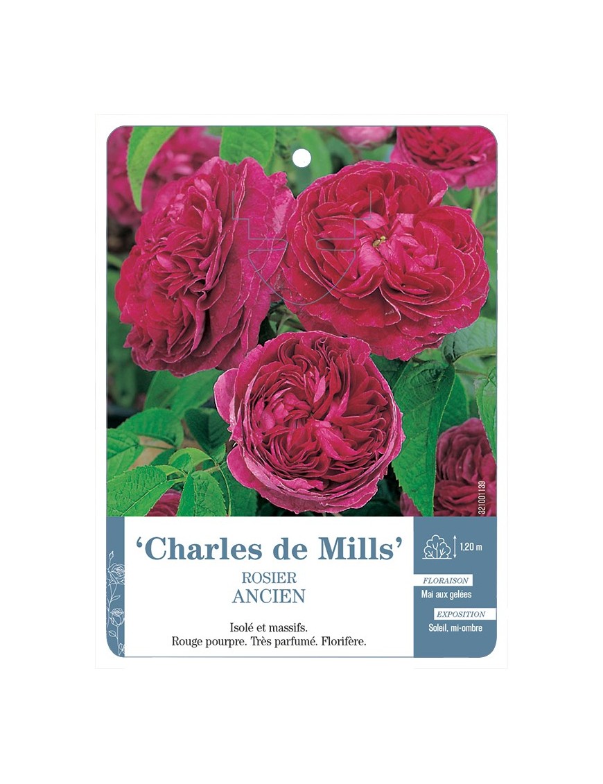 Rosier ancien Charles de Mills