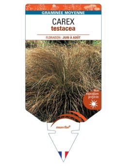 CAREX testacea