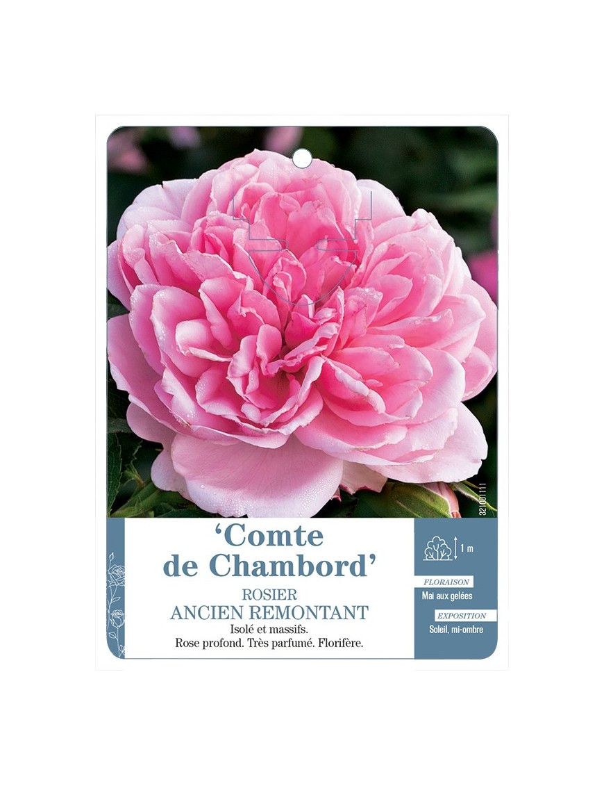 Rosier ancien Comte de Chambord