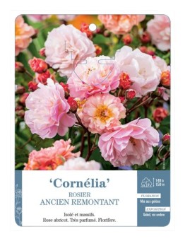 Rosier ancien Cornelia