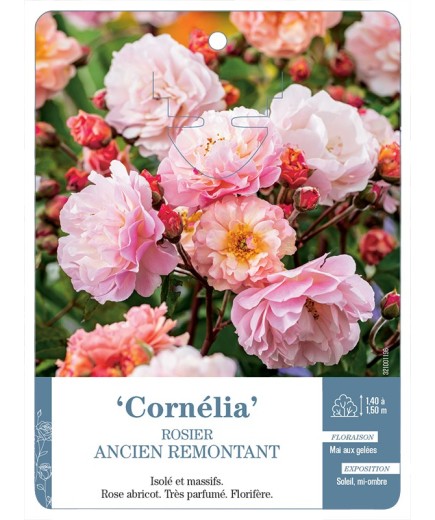 Rosier ancien Cornelia