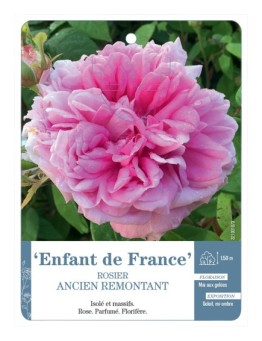 Rosier ancien Enfant de France