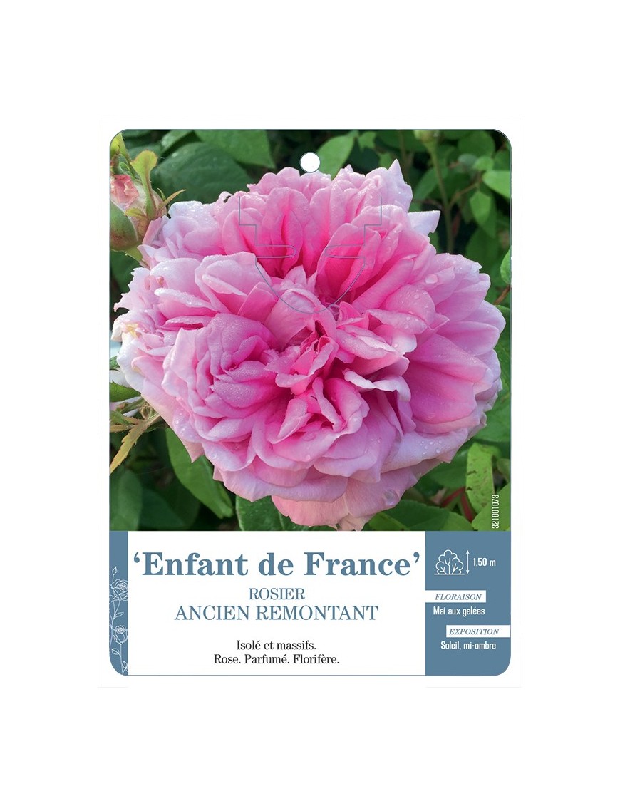 Rosier ancien Enfant de France