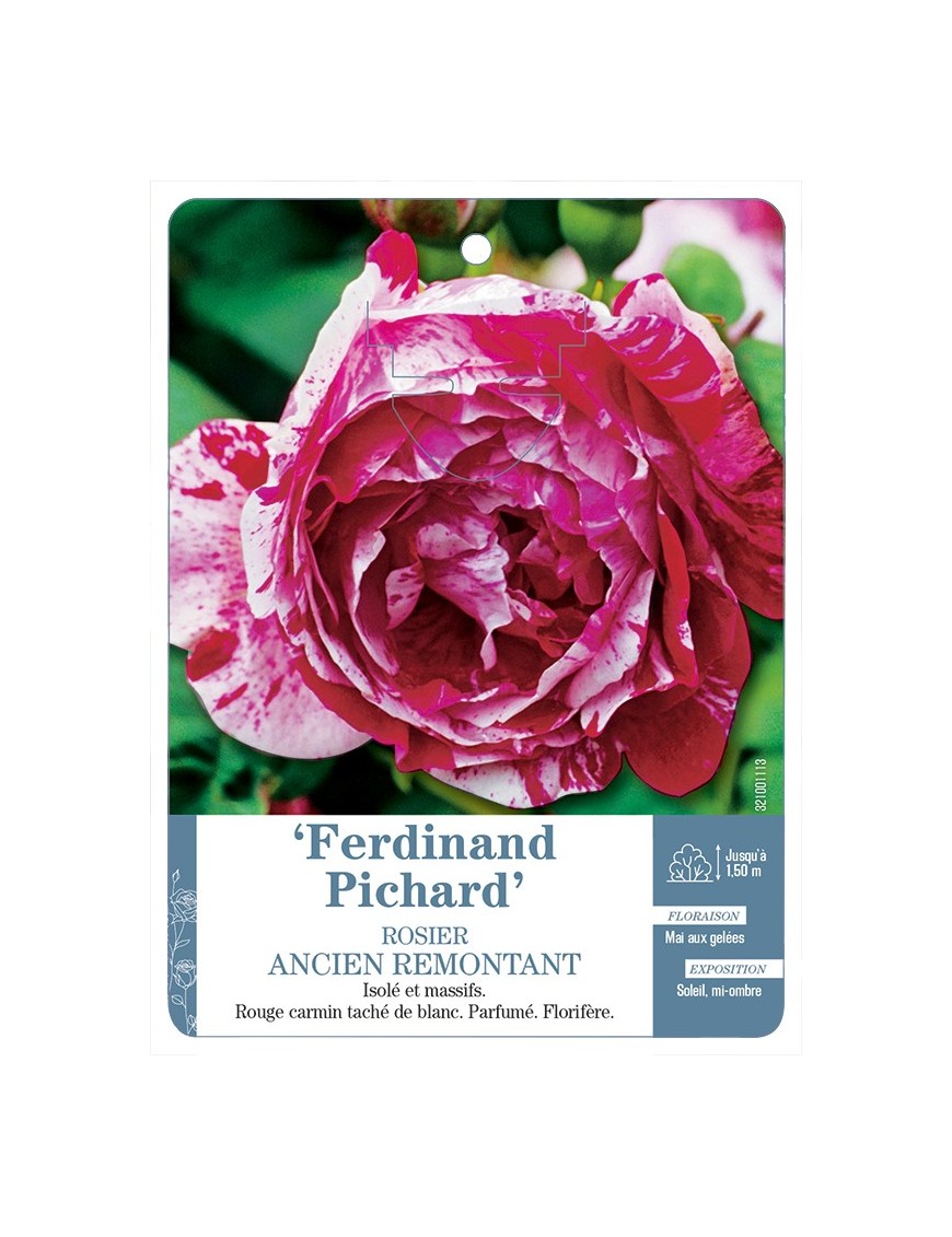 Rosier ancien Ferdinand Pichard