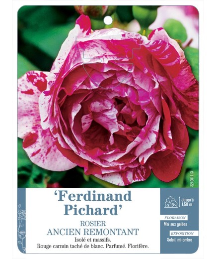Rosier ancien Ferdinand Pichard