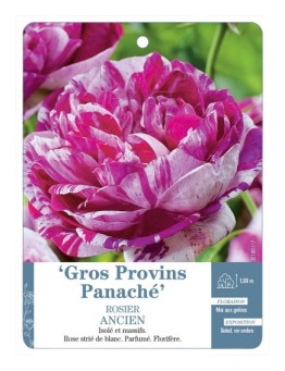 Rosier ancien Gros Provins Panaché