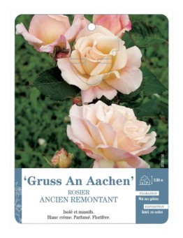 Rosier ancien Gruss An Aachen