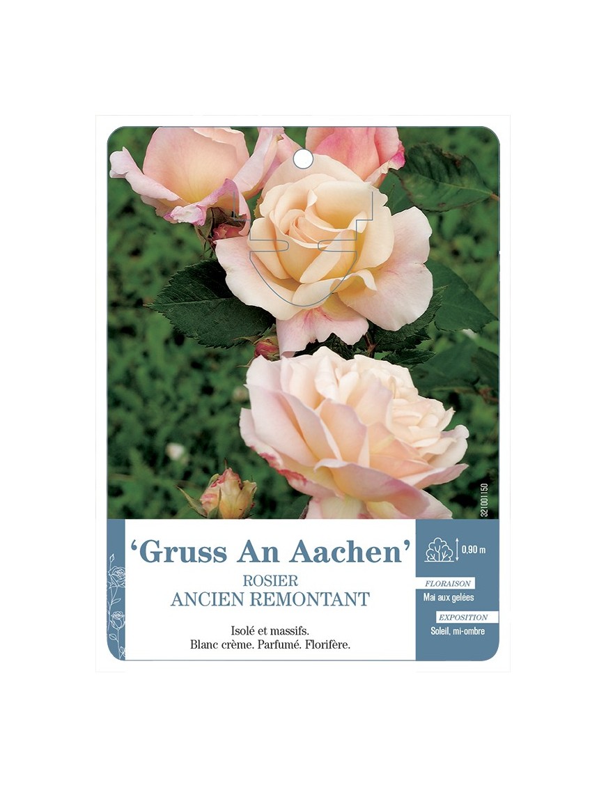 Rosier ancien Gruss An Aachen