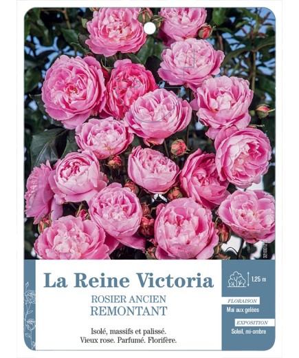 Rosier ancien La Reine Victoria