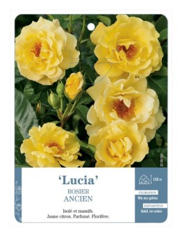 Rosier ancien Lucia