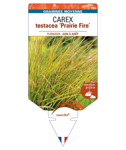 CAREX testacea Prairie Fire