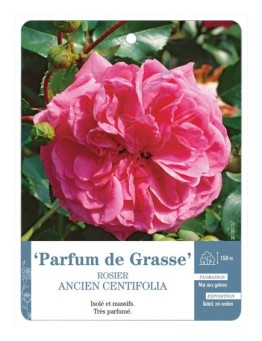 Rosier ancien centifolia Parfum de Grasse