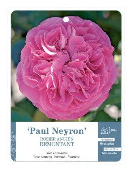 Rosier ancien Paul Neyron